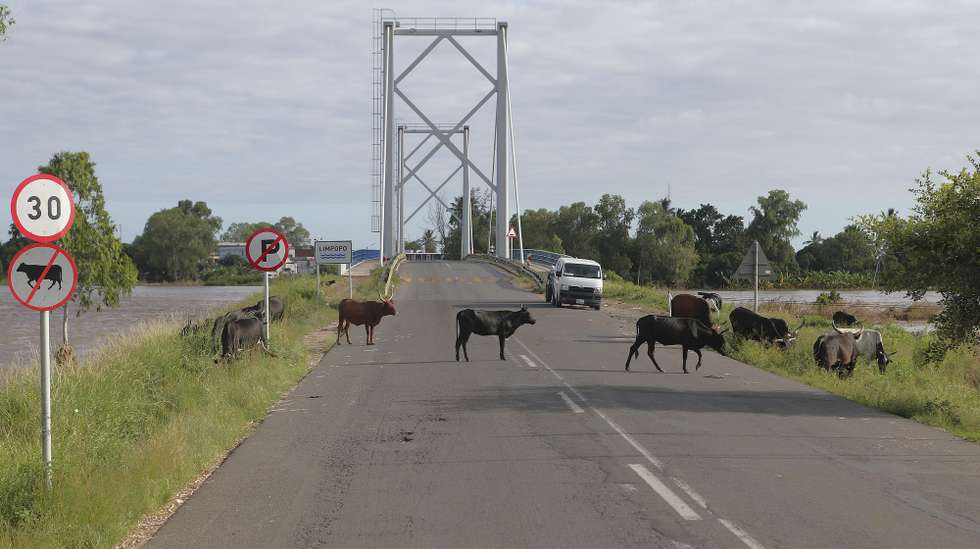 O gado ocupa agora a estrada antes da cidade moçambicana de Xai-Xai, procurando comida pela pouca terra que não está tomada por cheias que interromperam vidas, há vários dias desesperadas por chegarem a casa, mesmo em pequenos barcos, Moçambique, 30 de janeiro de 2026. Só desde 07 de janeiro, as cheias em Moçambique já afetaram acima de 720 mil pessoas em Moçambique, sobretudo nas províncias de Gaza e Maputo, provocando mais de 20 mortos e destruição generalizada, de campos agrícolas a infraestruturas e estradas, além de centenas de milhares de casas inundadas e destruídas. (ACOMPANHA TEXTO DE 02 DE FEVEREIRO DE 2026). LUÍSA NHANTUMBO/LUSA