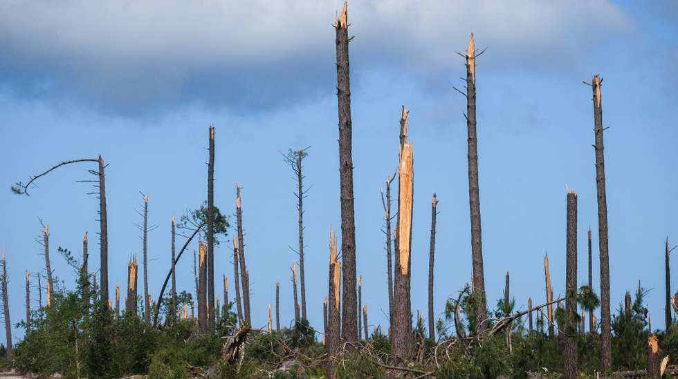 Imagens do Pinhal de Leiria na zona da Marinha Grande onde há ainda muito trabalho a realizar pelas autoridades, 24 de abril de 2026. As pessoas ainda aguardam que a vida volte ao normal na zona do Pinhal de Leiria, depois da passagem da tempestade Kristin a 28 de fevereiro. (ACOMPANHA TEXTO DE 27 DE ABRIL DE 2026). CARLOS BARROSO/LUSA