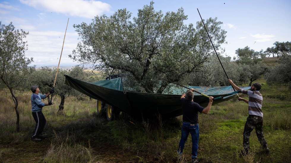 Apanha da azeitona em Valpaços, Vila Real, 9 de novembro de 2023. Dois anos consecutivos de quebra de produção de azeite preocupam os produtores de Valpaços, concelho onde a agricultura é a base da economia e se cruzam técnicas tradicionais com as mais modernas de apanha de azeitona. (ACOMPANHA TEXTO DO DIA 12 DE NOVEMBRO DE 2023). JOSÉ COELHO/LUSA