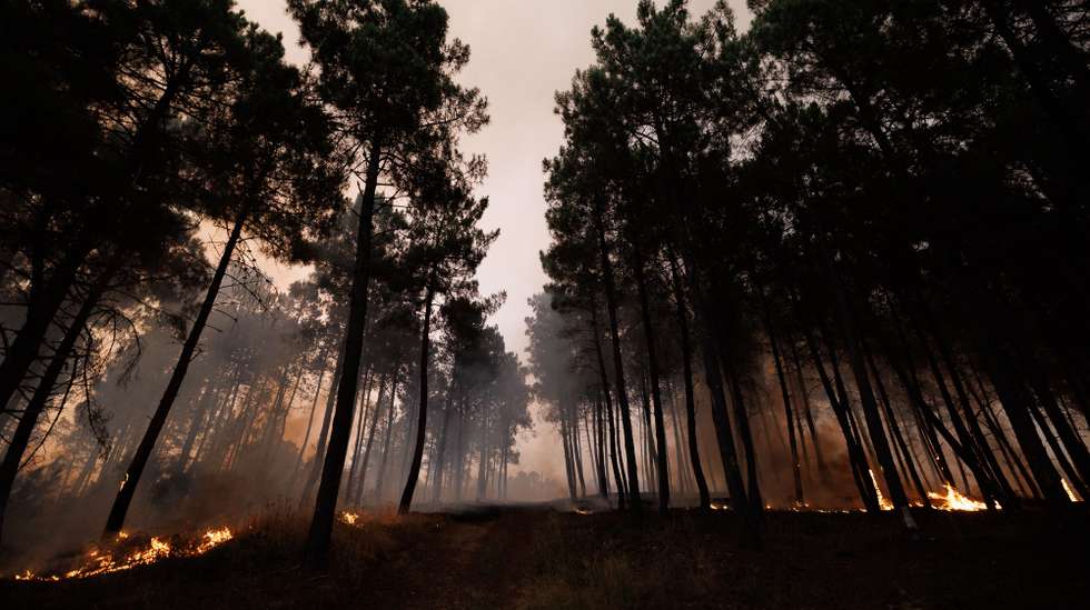 As chamas consomem pinheiros durante um incêndio em São Martinho da Anta, concelho de Sabrosa, Vila Real, 2 de agosto de 2025. O fogo que começou em São Cibrão, Vila Real, alastrou para o concelho de Sabrosa, onde lavra em duas frentes com alguma intensidade e mobiliza cerca de 240 operacionais. PEDRO SARMENTO COSTA/LUSA