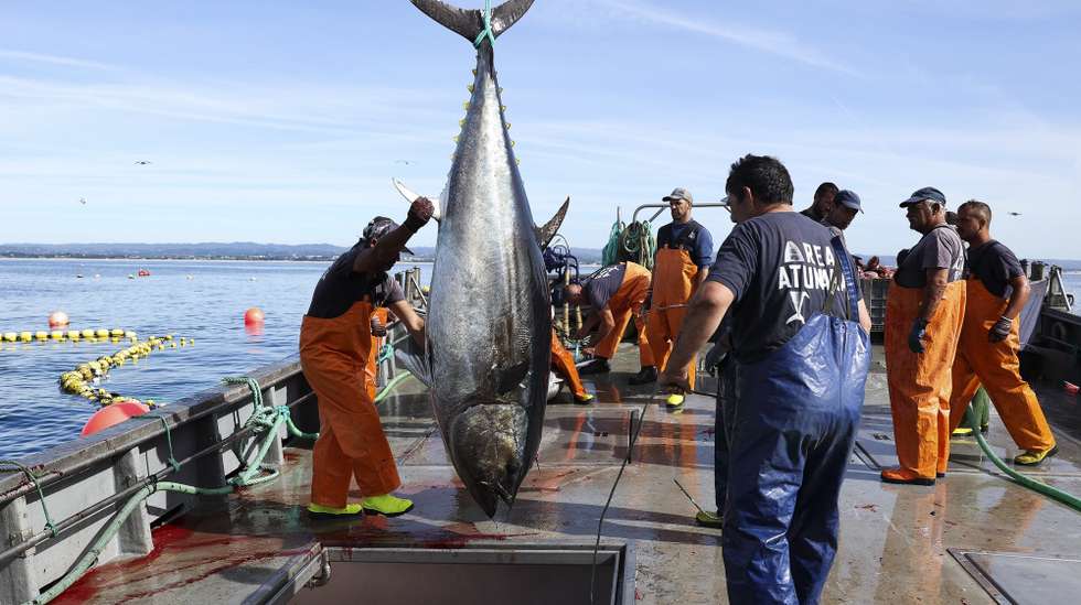 A campanha de pesca do atum-rabilho começou esta semana no Algarve com a captura de 100 peixes, o maior deles com 330 quilos, numa armação de pesca a quatro quilómetros a sul da Ilha de Tavira, Olhão, 13 de maio de 2024. A Real Atunara e a Tunipex são as duas empresas que em Olhão se dedicam à pesca do atum-rabilho seguindo o método secular da almadrava, uma armação de pesca, ou arte de pesca sustentável, que, em oposição ao arrasto, evita a destruição do fundo do mar e que respeita a preservação da espécie. (ACOMPANHA TEXTO DE 16 DE MAIO DE 2024). LUÍS FORRA/LUSA