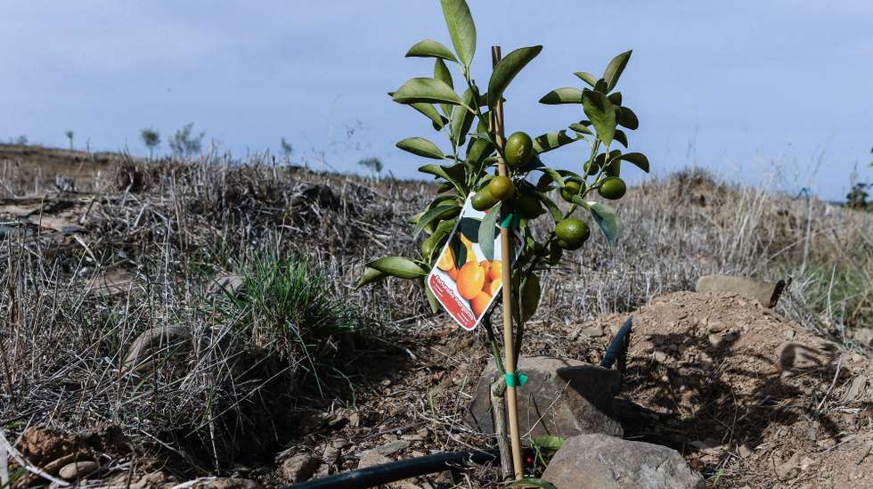 Campo de citrinos regados gota a gota devido à seca que se faz sentir no nordeste Algarvio, Martim Longo, 24 de novembro de 2017. ( ACOMPANHA TEXTO DE 27/11/2017) LUÍS FORRA/LUSA