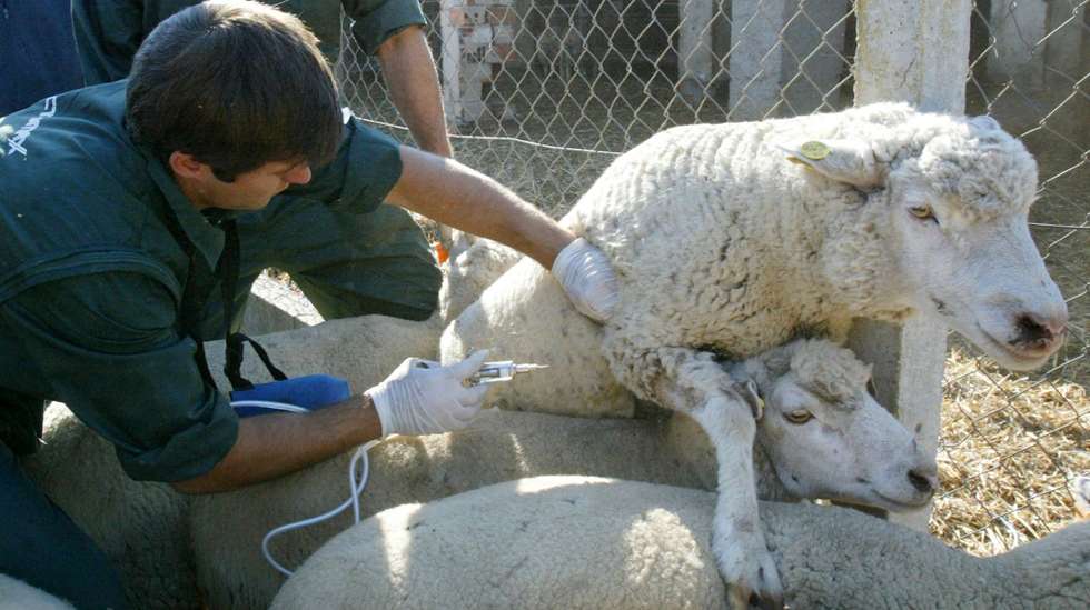 Veterinários vacinam ovelhas na Herdade de Casas Novas, onde se iniciou a Campanha Nacional de Vacinação em gado ovino, contra o Seropito 1, do vírus da Língua Azul, que contou a presença do Ministro da Agricultura, Jaime Silva, 09 Novembro 2007, em Coruche. PAULO CUNHA / LUSA
