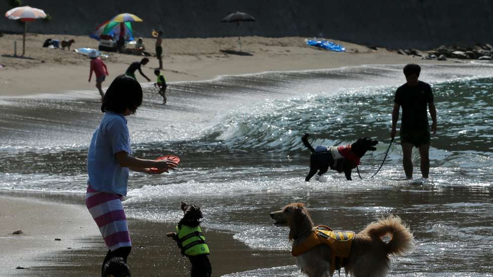 "Em diversos países europeus, como Espanha, Grécia e Itália" já é permitido que os animais de companhia circulem em todas as praias