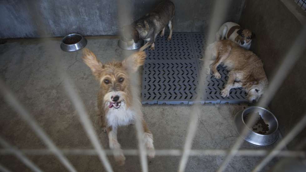 Atualmente, estamos a receber muitos pedidos para entregar animais, alegando as pessoas que os encontraram, recolheram ou adotaram, sendo que esses animais nem sequer têm um ano de idade, ou seja, foram para as famílias após a chegada da pandemia e agora as pessoas querem entregá-los", afirma a responsável de uma associação de Matosinhos