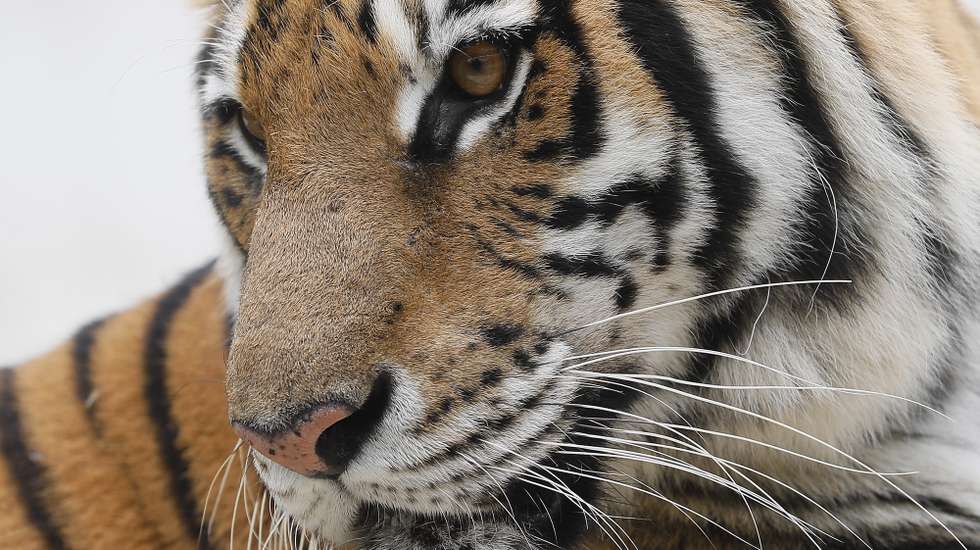 epa09669177 A tiger is seen inside an enclosure at the Hanoi Wildlife Rescue Center in Soc Son, Hanoi, Vietnam 06 January 2022. The Hanoi Wildlife Rescue Center has been home to many animals such as bears, pangolins, gibbons, macaques, endangered turtles, and a total of 36 Indochinese tigers (Panthera tigris). 2022 marks the year of the Tiger in the Vietnamese calendar.  EPA/LUONG THAI LINH