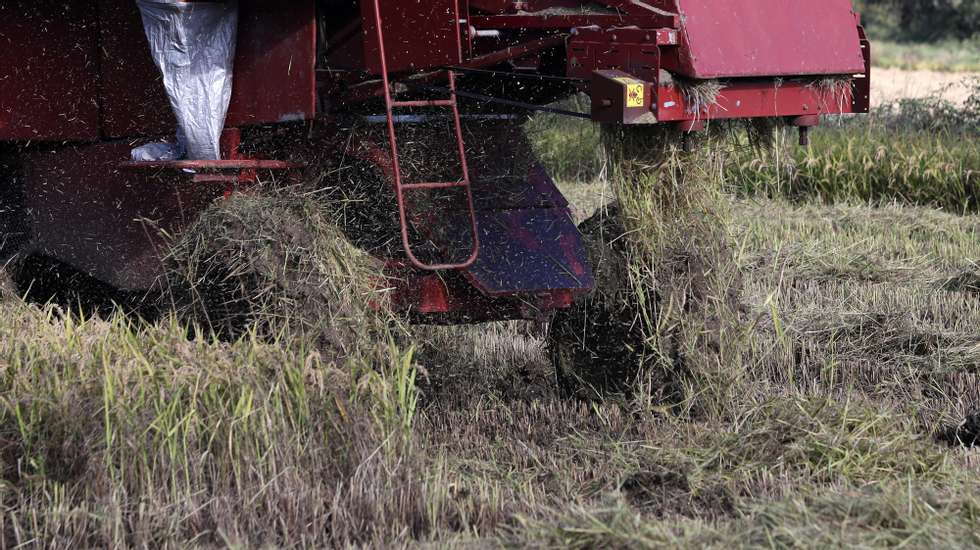 O produtor de arroz José Emidio (ausente na foto), afirma que “temos tido sempre alguma dificuldade no abastecimento de água, porque a água é reduzida. Já temos tido limites na quantidade de água para regar. E se tivermos o azar de ultrapassar esses limites, [a campanha] termina por ali, porque não há água suficiente”, Torrão, 07 de novembro de 2019. Os produtores de arroz são os mais afetados pela falta de água nas barragens de Vale de Gaio e Pego do Altar, em Alcácer do Sal, e ainda têm de suportar custos acrescidos pelos transvases da barragem do Alqueva. O problema da falta de água não é novo nas duas barragens do Vale do Sado, que apresentam um nível de armazenamento abaixo dos valores mínimos razoáveis, e já levou a que nos últimos anos tivessem sido dados alguns passos para permitir recargas a partir da grande barragem do Alqueva, o maior lago artificial da Europa. ACOMPANHA TEXTO DE 10  DE NOVEMBRO DE 2019). ANTÓNIO COTRIM/LUSA