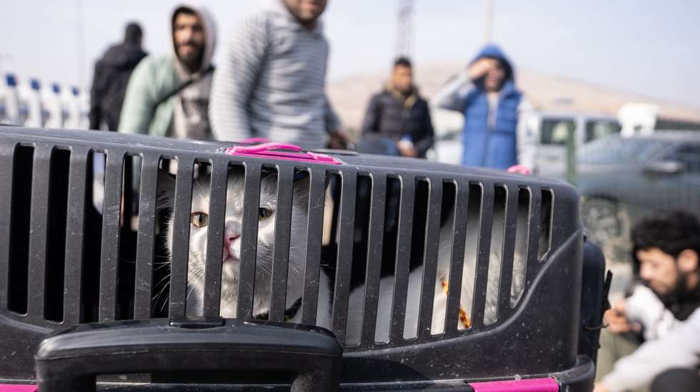 epaselect epa11768622 A cat sits in a transport cage as Syrians wait to cross into Syria from Turkey at the Cilvegozu Border Gate in Reyhanli district of Hatay, Turkey, 10 December 2024. The Political Affairs Department of the Syrian Salvation government called for all refugees outside Syria to return following the ousting of Syrian President Bashar al-Assad on 08 December.  EPA/KAZIM KIZIL
