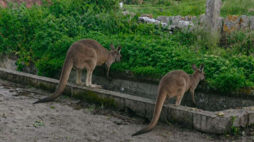 Cangurus encontrados em casa de uma mulher, em Viana do Castelo.