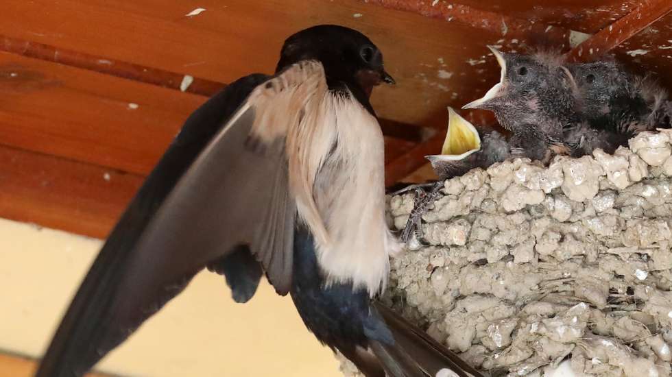 epa08462371 A swallow mother feeds her four young ones on the nest of a house terrace in Nicosia, Cyprus, 03 June 2020. Swallows are migratory birds, they come to the island very early in the spring, they reproduce and leave late autumn to warm African countries.  EPA/KATIA CHRISTODOULOU