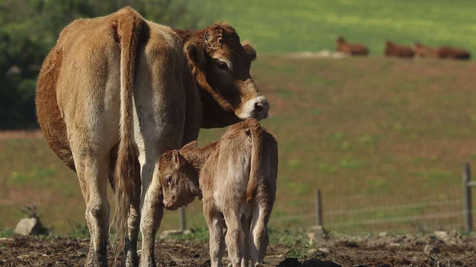 Um pequeno grupo de produtores conseguiu recuperar a raça algarvia de bovinos, que chegou a ser dada como extinta, estando agora apostados no aumento do número destes animais para, em seguida, passarem à sua comercialização, 26 de fevereiro de 2026. (ACOMPANHA TEXTO DO DIA 08 DE MARÇO DE 2026) LUIS FORRA/LUSA
