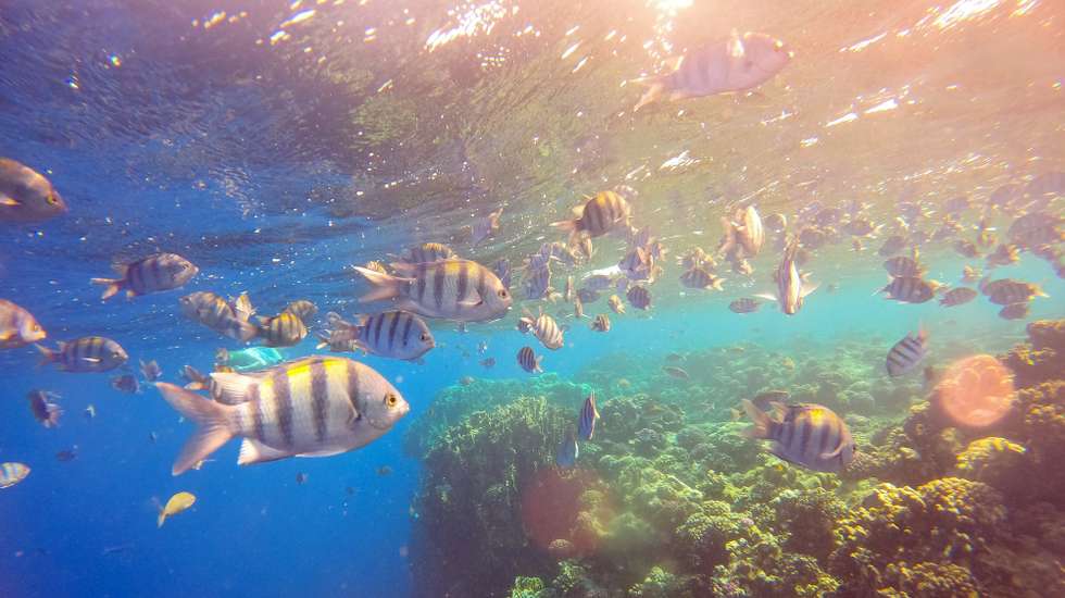 epa12495538 A picture taken 30 October 2025 in the Marsa Alam coral reef, Egypt. The Global Tipping Points Report 2025 released on 13 October 2025, compiled by 160 authors from 23 countries and 87 institutions, looks at the impact of global warming and aims to highlight climate-induced tipping point in the Earth's systems as in coral reefs, ocean currents, glaciers and rainforests. The report was published ahead of the 30th World Climate Conference, which begins on 10 November 2025, in Belem, Brazil.  EPA/OLIVIER HOSLET