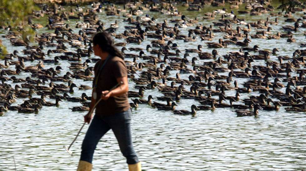 Exploração de aves contaminadas