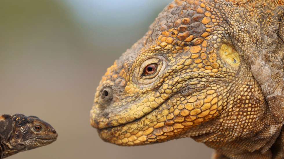 epa10416124 A handout photo made available by the Galapagos National Park shows yellow land iguanas (Conolophus subcristatus) in Fernandina Island, Galapagos, Ecuador, 16 January 2018 (issued 19 January 2023). The Directorate of the Galapagos National Park (DPNG) reported on 19 January an increase in the population of yellow iguanas on Fernandina Island, in the Ecuadorian archipelago of the Galapagos Islands, reaching 46,000 individuals.  EPA/GALAPAGOS NATIONAL PARK / HANDOUT MANDATORY CREDIT HANDOUT EDITORIAL USE ONLY/NO SALES