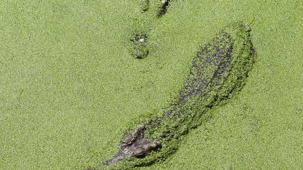 epa02844844 Crocodiles swim at Samutprakarn Crocodile Farm and Zoo, Samutprakarn province on the outskirts of Bangkok, Thailand, 28 July 2011. The farm and zoo claims to be the world's largest crocodile farm with more than 80,000 freshwater and marine crocodiles, and offers shows such as crocodile wrestling to attract tourists.  EPA/RUNGROJ YONGRIT