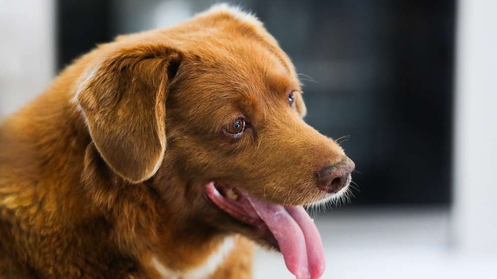 epa10625881 Bobi, world's oldest dog ever, looks on during birthday party after turning 31, in rural village of Conqueiros, Leiria, central Portugal, 13 May 2023. Bobi, a purebred Rafeiro do Alentejo born in 1992 was declared by Guinness World Records as the world's oldest dog ever two months ago. Bobi's owner kept him in secret as a child after his parents said they could not keep the litter of new pups and he attributes his longevity to a diet of human food.  EPA/PAULO CUNHA