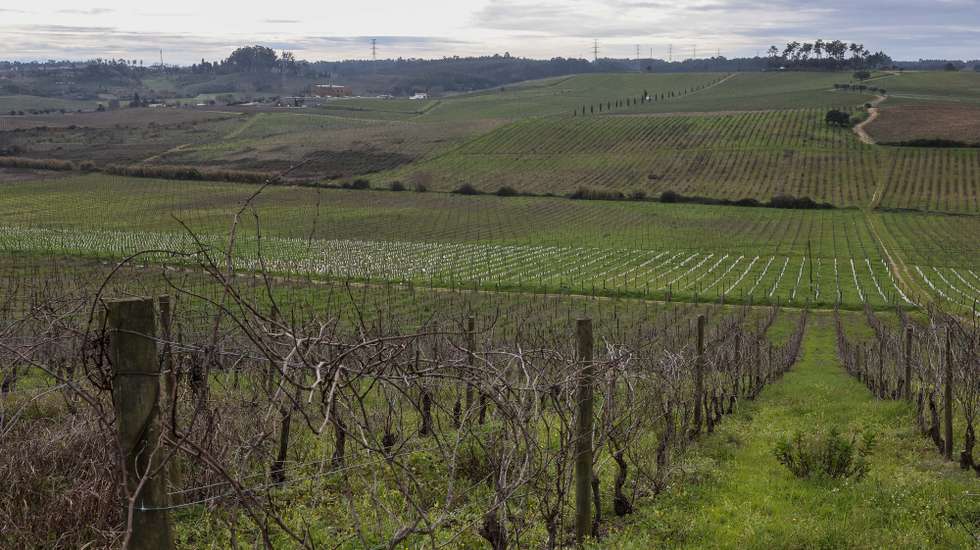 Vinhas que podem ser afetadas pelo atual projeto de alta velocidade, que atravessa uma longa mancha de vinha da região, pode pôr em causa marcas que são o “carro chefe” de um grupo ou empresa de vinhos da Bairrada, Anadia, Aveiro, 9 de janeiro de 2024. “[O projeto de alta velocidade] pode ser determinante para que possam desaparecer marcas, marcas que temos que são dependentes da existência desta ou daquela vinha e que podem desaparecer por desaparecerem as condições de produção que existem”, disse à agência Lusa Pedro Soares, presidente da Comissão Vitivinícola da Bairrada (CVB). (ACOMPANHA TEXTO DE 11 DE JANEIRO DE 2024). PAULO NOVAIS/LUSA