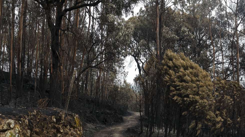Zona de floresta ardida visitada pelo secretário-geral do Partido Socialista (PS), Pedro Nuno Santos (ausente da fotografia), em Cabanas de Viriato, no âmbito de uma visita aos territórios afetados pelos recentes incêndios, em Carregal do Sal, 24 de setembro de 2024. PAULO NOVAIS/LUSA
