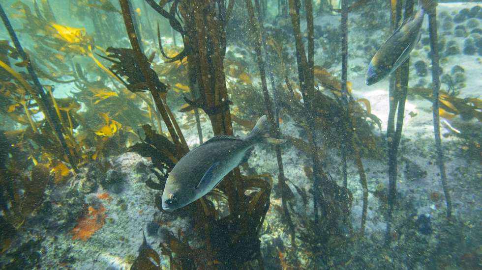 epa10101142 Hottentot fish (Pachymetopon blochii) swim in a Marine Protected Area (MPA) in the Indian Ocean along the False Bay coastline of Cape Town, South Africa, 28 July 2022 (issued 01 August 2022). Since 01 August 2021 globally this day is recognized as Marine Protected Areas (MPA) Day. There are 21 marine MPAs in South Africa promulgated under the Marine Living Resources Act No. 18 of 1998 (MLRA). The objectives of MPAs are to protect the marine life, facilitate fisheries management and reduce user conflict. In South Africa, the management of MPAs and fisheries is controlled by the same policy and legislation to help ensure that commercial and recreational use of the ocean is sustainable. Further MPA's are planned in alignment with the global marine environment goal of 30% of oceans marine reserves by 2030.  EPA/NIC BOTHMA
