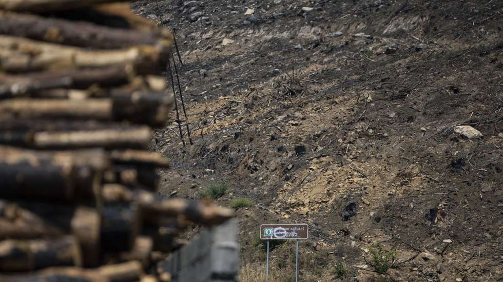 Área ardida na serra do Alvão, onde a 02 de agosto de 2025 deflagrou um incêndio em Sirarelho, Vila Real, 08 de julho de 2026. Um ano depois do incêndio que atingiu a serra do Alvão, entre Vila Real e Mondim de Basto, os pastos renascem, há mais visitantes, há floresta vigiada por câmaras de vigilância, mas há também cicatrizes negras que permanecem. (ACOMPANHA TEXTO DA LUSA DO DIA 12 DE JULHO DE 2026). PEDRO SARMENTO COSTA/LUSA