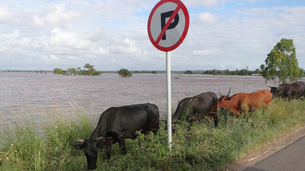 O gado ocupa agora a estrada antes da cidade moçambicana de Xai-Xai, procurando comida pela pouca terra que não está tomada por cheias que interromperam vidas, há vários dias desesperadas por chegarem a casa, mesmo em pequenos barcos, Moçambique, 30 de janeiro de 2026. Só desde 07 de janeiro, as cheias em Moçambique já afetaram acima de 720 mil pessoas em Moçambique, sobretudo nas províncias de Gaza e Maputo, provocando mais de 20 mortos e destruição generalizada, de campos agrícolas a infraestruturas e estradas, além de centenas de milhares de casas inundadas e destruídas. (ACOMPANHA TEXTO DE 02 DE FEVEREIRO DE 2026). LUÍSA NHANTUMBO/LUSA