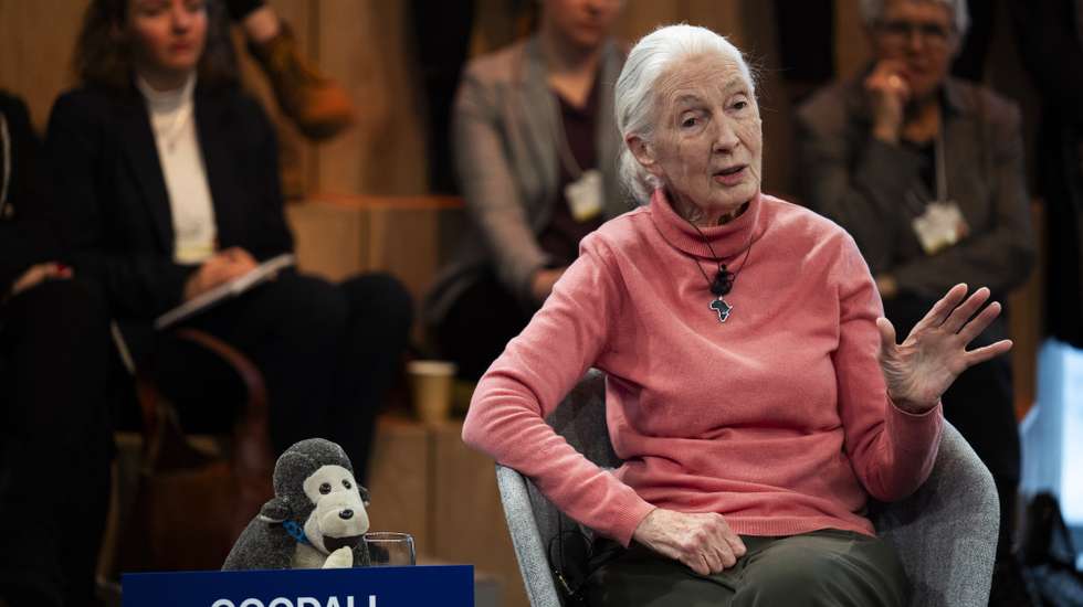 epa11089082 Jane Goodall, founder of the Jane Goodall Institute, USA, speaks during the closing day of the 54th annual meeting of the World Economic Forum (WEF) in Davos, Switzerland, 19 January 2024. The meeting brings together entrepreneurs, scientists, corporate and political leaders in Davos under the topic 'Rebuilding Trust' from 15 to 19 January.  EPA/GIAN EHRENZELLER