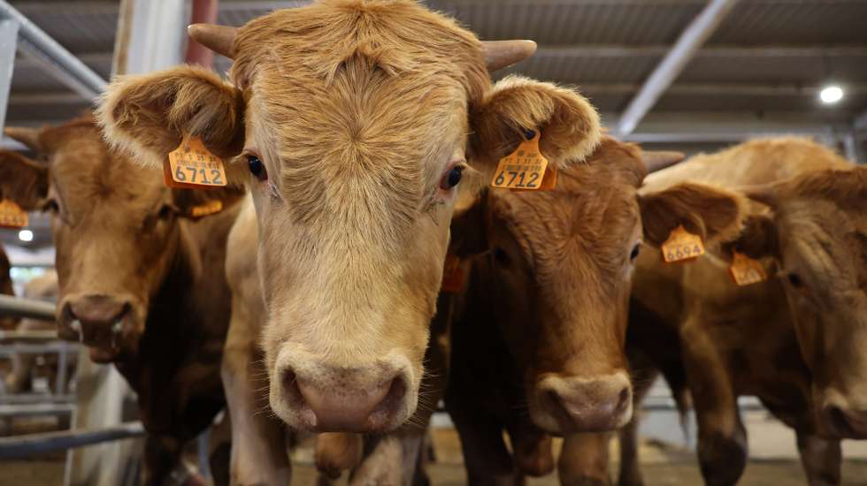 Bovinos, parte de um lote de animais que serão leiloados na Acos - Associação de Agricultores do Sul, em Beja, 25 de maio de 2023. Sem pastagens para o gado, devido à seca, e com as rações e a palha a preços altos, os criadores de bovinos do Baixo Alentejo estão a desfazer-se dos animais em leilões ou nos matadouros. (ACOMPANHA TEXTO DA LUSA DO DIA 28 DE MAIO DE 2023). NUNO VEIGA/LUSA