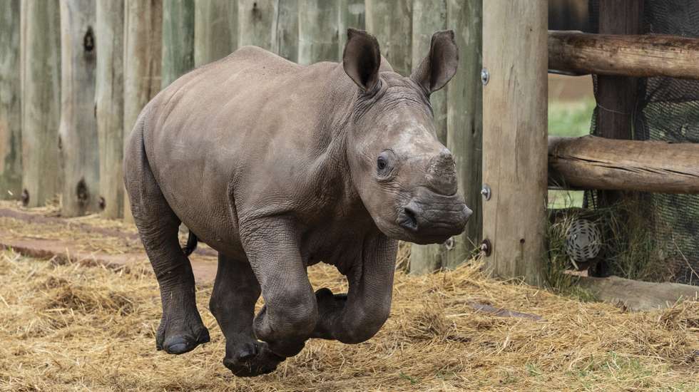 epaselect epa11715970 Orphaned rhino calf Jonathan (5 months old) enjoys a run at a rhino orphanage near Pretoria, South Africa, 12 November 2024. Led by the charity Saving the Wild, rhino orphans David and Jonathan are the ambassadors of their campaign for rhino legislation. An estimated 10,000 rhinos have been poached in South Africa since 2010, yet there is no minimum sentence for rhino poaching, meaning there is no great deterrent to stop poachers from killing rhinos in South Africa. Saving the Wild works with the team in the Greater Kruger National Park in South Africa, who are responsible for the arrest of more than 300 rhino poachers and the seizure of more than 50 high-caliber rifles, and there have been almost no convictions since 2016.  EPA/KIM LUDBROOK