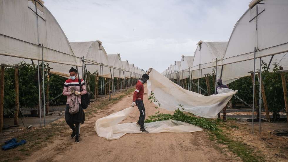 Trabalhadores indianos da empresa Maravilha Farms, empresa agrícola de frutos vermelhos, em Odemira, Beja, 29 de março de 2021. A maioria dos cidadãos indianos que vivem no Alentejo trabalha em plantações dedicadas à produção de fruta mas, apesar da comunidade indiana estar bem integrada, atravessa ainda muitos dificuldades na obtenção de titulo de residência e oportunidades de trabalho, acabando por viver de forma precária. (ACOMPANHA TEXTO DA LUSA DO DIA 04 DE MAIO DE 2021). MÁRIO CRUZ/LUSA