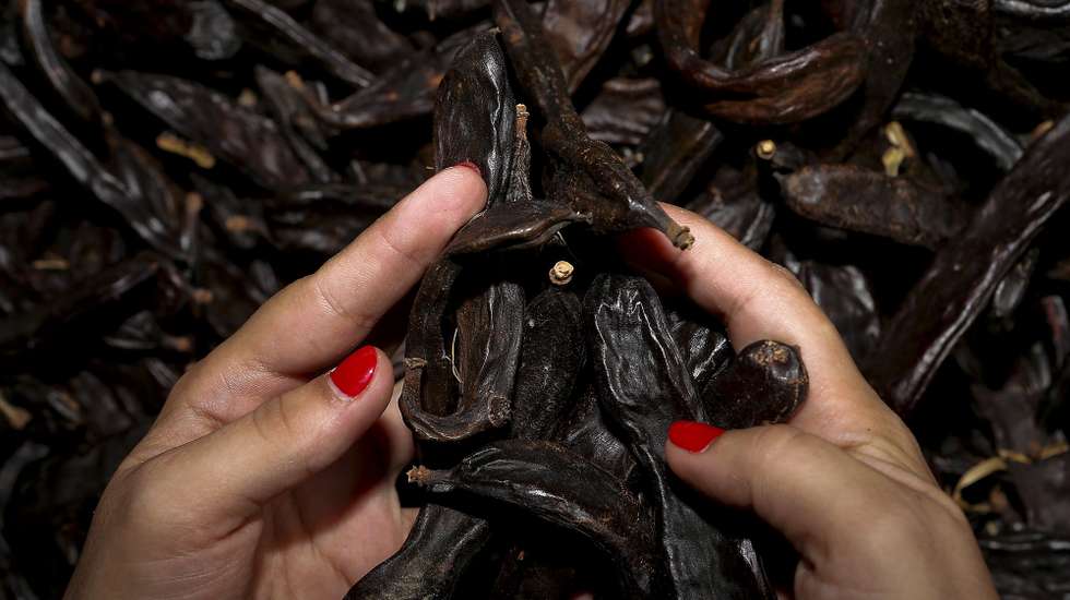 A alfarroba é um dos frutos secos com maior produção no Algarve, Boliqueime, 28 de Setembro de 2013. A obrigatoriedade de inscrição de atividade nas Finanças para a venda de pequenas quantidades de alfarroba está a levar pequenos produtores a ponderarem o abandono da atividade.  (ACOMPANHA TEXTO)  LUIS FORRA/LUSA
