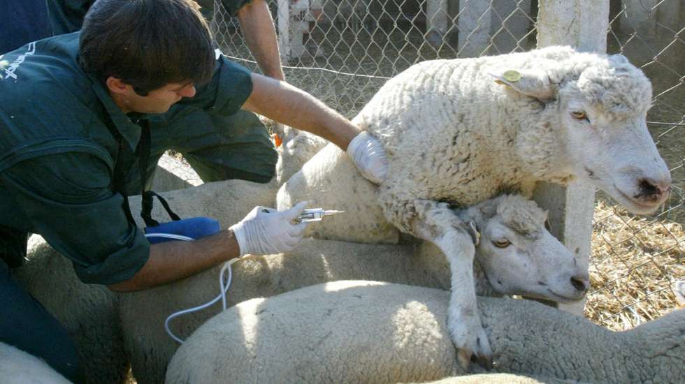 Veterinários vacinam ovelhas na Herdade de Casas Novas, onde se iniciou a Campanha Nacional de Vacinação em gado ovino, contra o Seropito 1, do vírus da Língua Azul, que contou a presença do Ministro da Agricultura, Jaime Silva, 09 Novembro 2007, em Coruche. PAULO CUNHA / LUSA