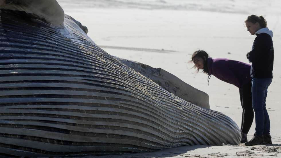 Populares observam o cadáver de uma baleia, com 20 metros, que deu esta manhã à costa, em frente à localidade de Barra de Mira, próximo da praia do Areão, em Mira, 13 de novembro de 2018. PAULO NOVAIS/LUSA