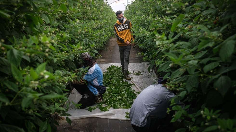 Prince (C), um dos muitos trabalhadores indianos da empresa Maravilha Farms, empresa agrícola de frutos vermelhos, em Odemira, Beja, 29 de março de 2021. A maioria dos cidadãos indianos que vivem no Alentejo trabalha em plantações dedicadas à produção de fruta mas, apesar da comunidade indiana estar bem integrada, atravessa ainda muitos dificuldades na obtenção de titulo de residência e oportunidades de trabalho, acabando por viver de forma precária. (ACOMPANHA TEXTO DA LUSA DO DIA 04 DE MAIO DE 2021). MÁRIO CRUZ/LUSA