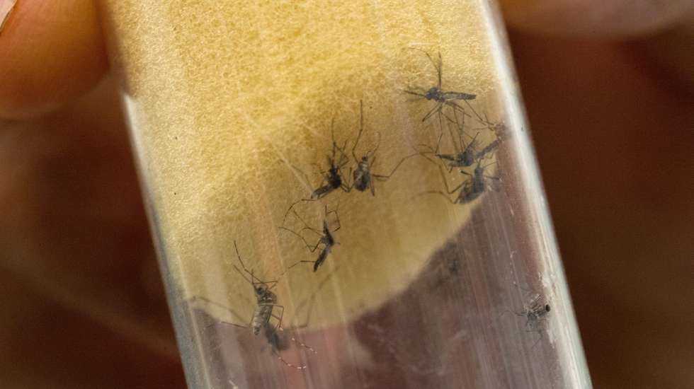 epa05152824 Aedes Aegypti mosquitos, which transmit dengue fever and Zika virus, are pictured in a jar at the International Atomic Energy Agency (IAEA) Insect Pest Control Laboratory in Seibersdorf, Austria, on 10 February 2016. Several Latin American countries searching for ways to control Zika-carrying mosquitoes have recently turned to the IAEA for help. Brazil, El Salvador and several other Central American countries have expressed interest in using technology to sterilize male mosquitoes by irradiating them to drive down populations of the insect. Experts of the IAEA and the UN have developed ways to breed millions of these insects and to expose them to a few minutes of radiation, a method that does not make the animals radioactive.  EPA/CHRISTIAN BRUNA