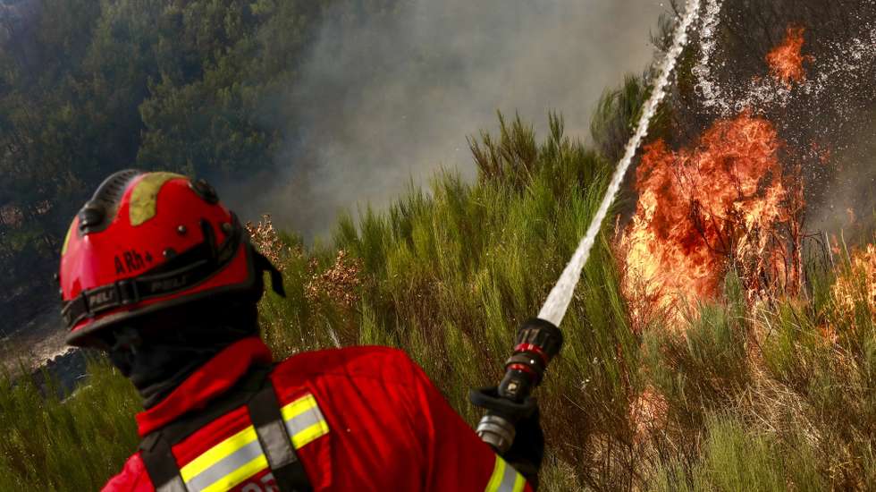 Um bombeiro combate as chamas durante o incêndio de grandes proporções que lavra há três dias no concelho de Trancoso, em Aldeia Velha, 11 de agosto de 2025. O incêndio rural que lavra desde a tarde de sábado, no concelho de Trancoso, já terá consumido 8.000 hectares, sobretudo soutos, olivais e vinhas, de acordo com o presidente da Câmara, Amílcar Salvador. MIGUEL PEREIRA DA SILVA/LUSA