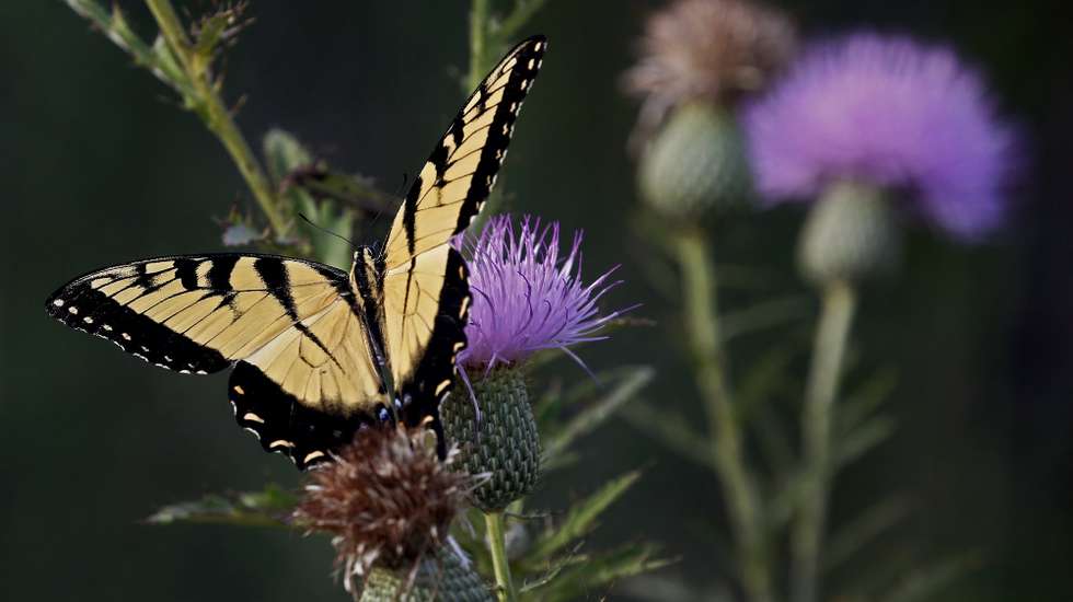 epaselect epa06150817 A large butterfly crawls around a flower in the country near Commerce, Texas, USA, 18 August 2017.  EPA/LARRY W. SMITH