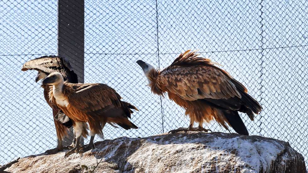 Aves que se encontram em recuperação no Centro de Interpretação Ambiental e Recuperação de Animais (CIARA), em Torre de Moncorvo, onde, já foram devolvidas à natureza mais de 250 aves que foram treinadas naquele equipamento dotado de um túnel de voo com característica "únicas" na Península Ibérica, Bragança, 23 de março de 2021. (ACOMPANHA TEXTO DA LUSA DO DIA 24 DE MARÇO DE 2021). FRANCISCO PINTO/LUSA
