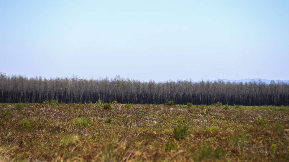Vista do Pinhal de Leiria, em Vieira de Leiria, 31 de julho 2020. Há milhares de pinheiros a crescer na Mata Nacional de Leiria quase três anos após o incêndio que destruiu quase toda a floresta do concelho da Marinha Grande, apontando o ICNF - Instituto da Conservação da Natureza e das Florestas para uma taxa de sucesso de regeneração superior a 80%. (ACOMPANHA TEXTO DE 9 DE AGOSTO DE 2020). PAULO CUNHA /LUSA