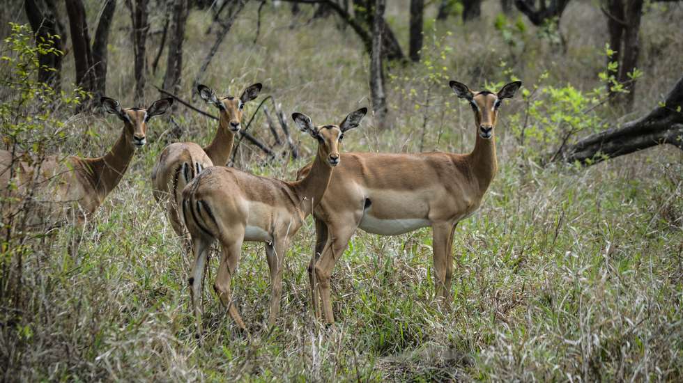 Grupo de impalas fêmeas circulam no Parque Nacional da Gorongosa, em Moçambique, 10 de novembro de 2022. A última contagem de fauna bravia ultrapassou pela primeira vez os 102.000 animais, mas o administrador do parque, Pedro Muagura, queixa-se dos efeitos que a irregularidade das chuvas está a causar. (ACOMPANHA TEXTO DA LUSA DO DIA 27 DE NOVEMBRO DE 2022). LUÍS FONSECA/LUSA