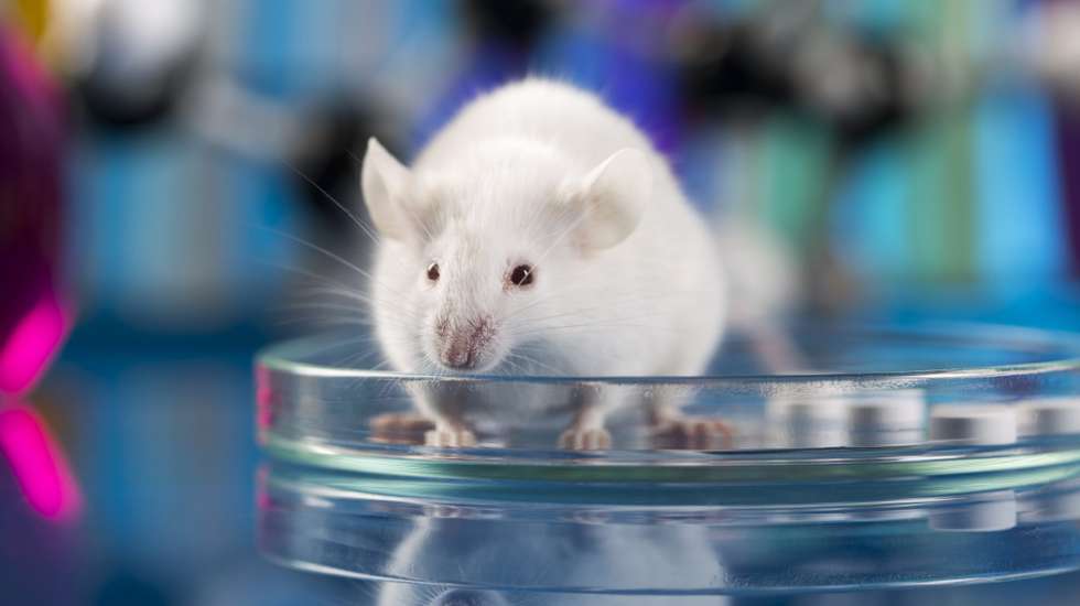 Comissão Europeia propõe eliminação de testes em animais