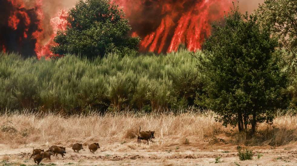 Uma vara de javalis foge durante o combate ao incêndio junto à zona industrial de Trancoso na freguesia de São pedro e Santa Maria, Trancoso, 10 de agosto de 2025. O incêndio em Trancoso reativou-se e mobiliza oito meios aéreos e mais de 300 operacionais, depois de ter estado circunscrito ao início da manhã de hoje. MIGUEL PEREIRA DA SILVA/LUSA