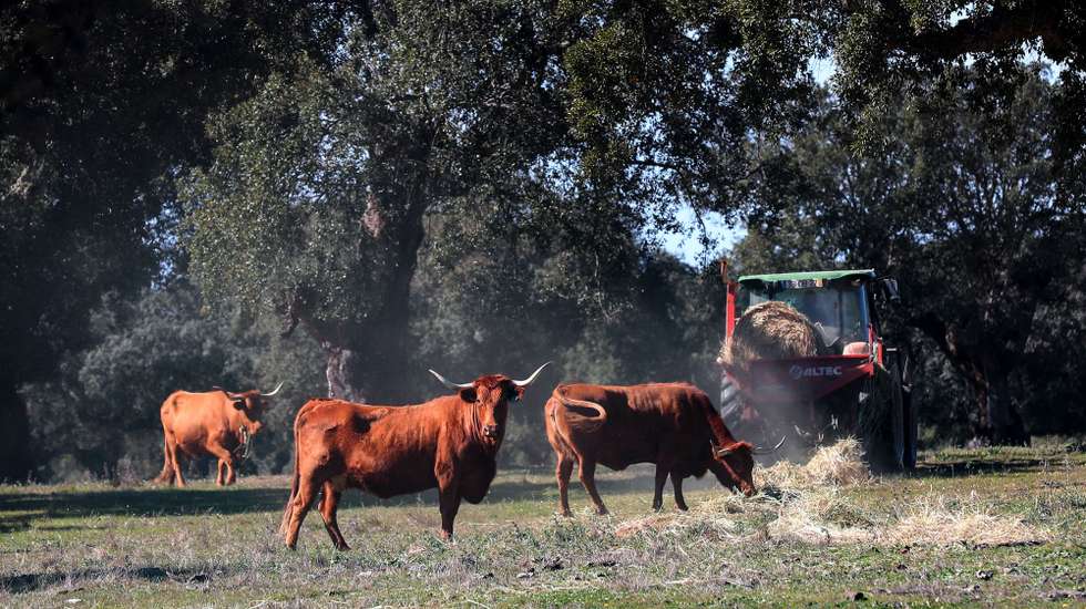 Produção alimentar
