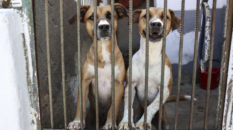 Assembleia Municipal de Lisboa aprova recomendação para criar cemitério para animais