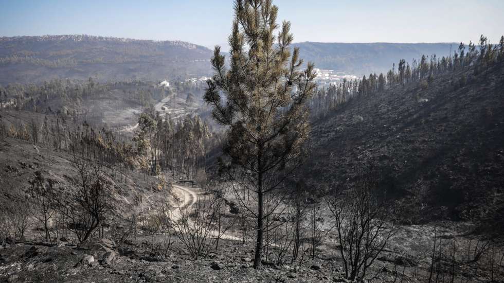 É pedido às empresas uma aposta na "gestão profissional da floresta" e as populações que se organizem em conjunto para facilitar a gestão da propriedade