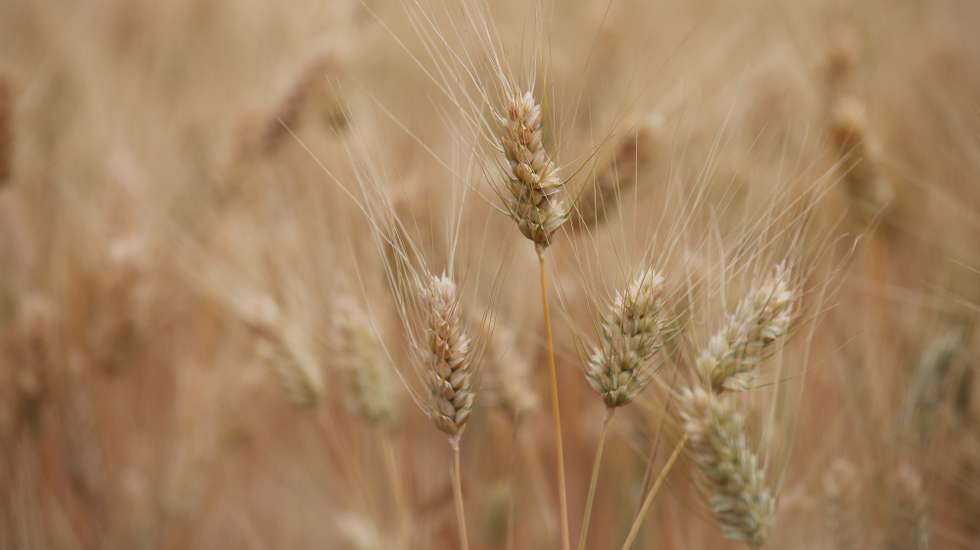 Plantação de trigo duro, onde decorreu uma visita da ministra da Agricultura e da Alimentação, Maria do Céu Antunes (ausente da fotografia), organizada pela Cooperativa Agrícola de Beja e Brinches e pelo Clube Português dos Cereais de Qualidade, no âmbito 46.ª Assembleia Geral do Clube Português dos Cereais de Qualidade, em Beja, 30 de maio de 2022. NUNO VEIGA/LUSA