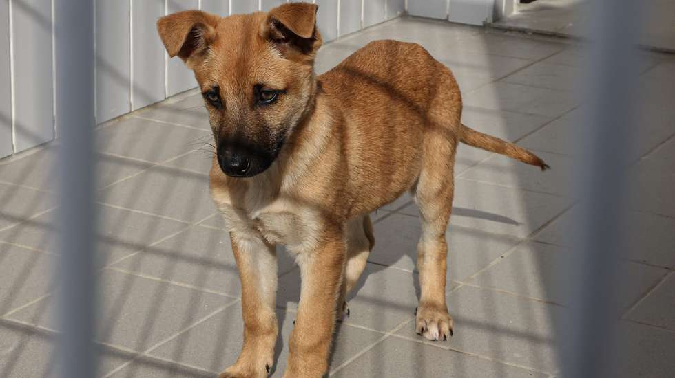 Inauguração do CROAF - Centro de Recolha Oficial de Animais de Faro, hoje em Guilhim, Estoi, e que vai dar abrigo a 173 cães e gatos,abandonados no concelho de Faro, 16 de janeiro de 2023. LUÍS FORRA/LUSA