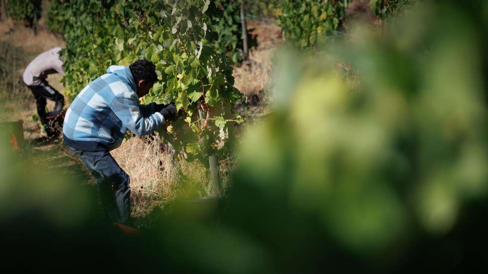 A vindima começou mais cedo no Douro para “salvar” a uva da seca e do calor e, pelos valados de uma quinta, em Alijó, cruzam-se vindimadores portugueses, timorenses e ucranianos, que minimizam a falta de mão-de-obra,
Alijó, 18 de agosto de 2022.  (ACOMPANHA TEXTO DE 21 DE AGOSTO DE 2022) PEDRO SARMENTO COSTA/LUSA