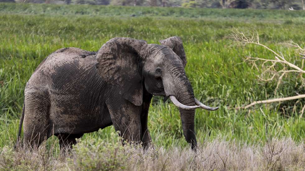 epa09388741 A young bull elephant roam within the Lewa Wildlife Conservancy (LWC), in Meru, Kenya, 30 July 2021 (issued 02 August 2021). Since 1983, Lewa has provided a safe and suitable home for rhinos. As the first and the leading pioneer in private rhino sanctuary in East Africa, Lewa’s rhino population has grown from an initial 15 rhinos to 169 rhinos today and it’s also home to animals such as elephants, buffalos, lions, hyenas, jackals and the endangered Grevy’s Zebra.  EPA/Daniel Irungu  ATTENTION: This Image is part of a PHOTO SET