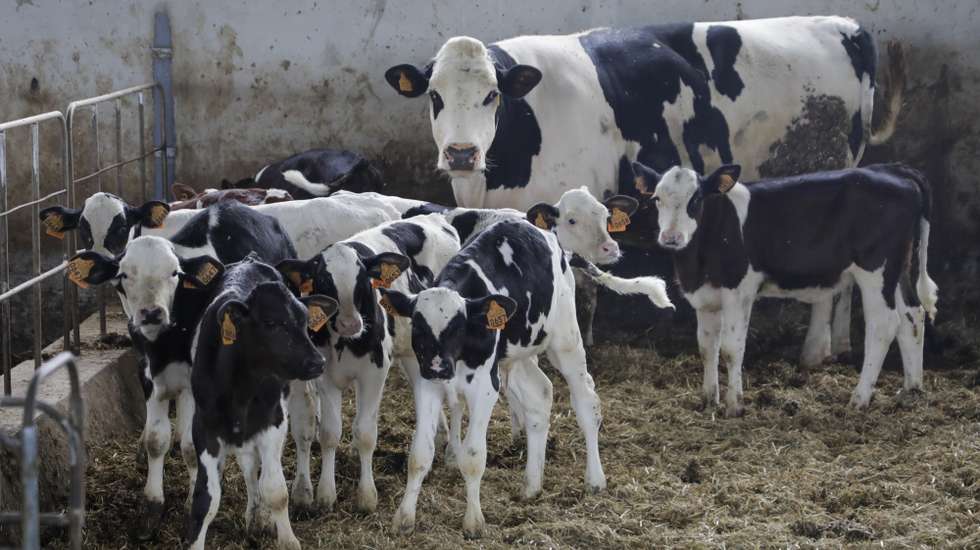 Exploração de vacas leiteiras em Monte Redondo, em Leiria, 21 outubro 2022. PAULO CUNHA/LUSA