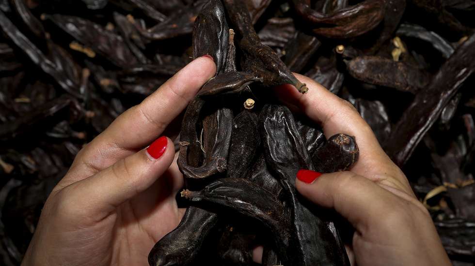 A alfarroba é um dos frutos secos com maior produção no Algarve, Boliqueime, 28 de Setembro de 2013. A obrigatoriedade de inscrição de atividade nas Finanças para a venda de pequenas quantidades de alfarroba está a levar pequenos produtores a ponderarem o abandono da atividade.  (ACOMPANHA TEXTO)  LUIS FORRA/LUSA